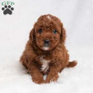 Quentin, Cavapoo Puppy